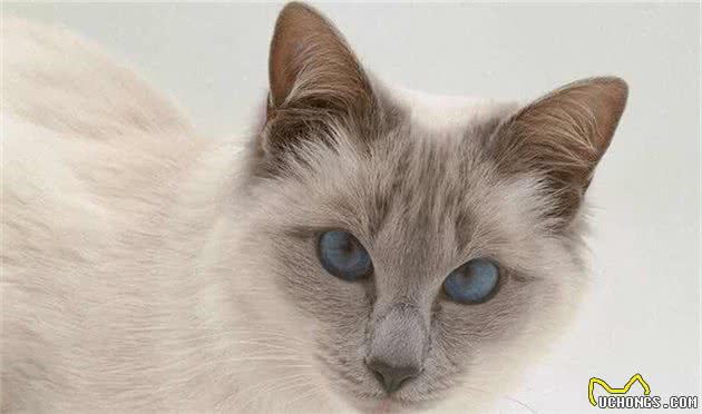 猫咪品种大盘点6：巴厘猫