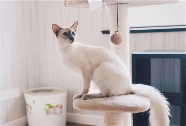 猫咪品种大盘点6：巴厘猫