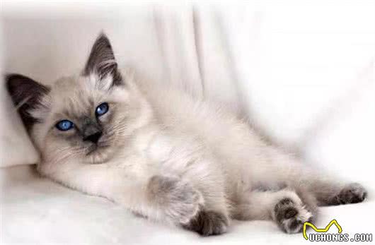 猫咪品种大盘点6：巴厘猫