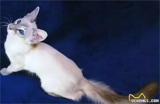 猫咪品种大盘点6：巴厘猫