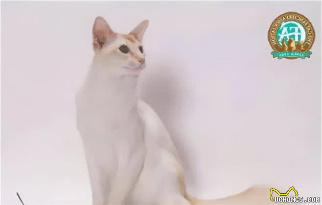 猫咪品种大盘点6：巴厘猫