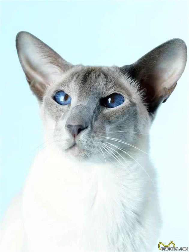 猫咪品种大盘点6：巴厘猫