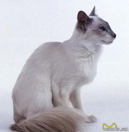 猫咪品种大盘点6：巴厘猫