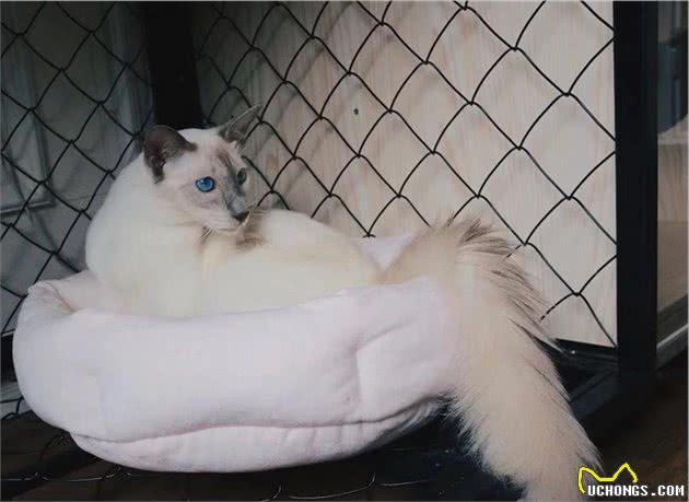 猫咪品种大盘点6：巴厘猫