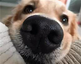 狗鼻子插小葱，超强灵敏度，可被评为社会贡献犬