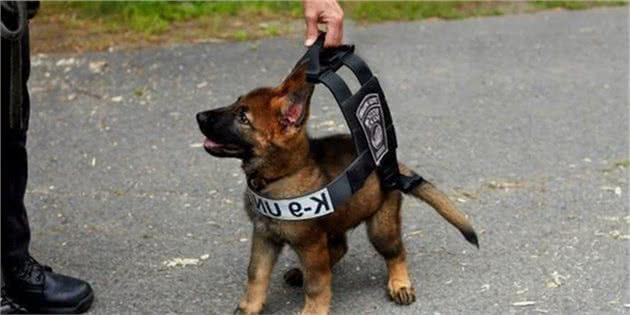 这些警犬比大多数人都勇敢
