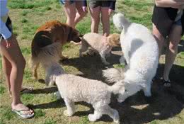 偷偷告诉你，狗狗互相闻屁股的几个意思