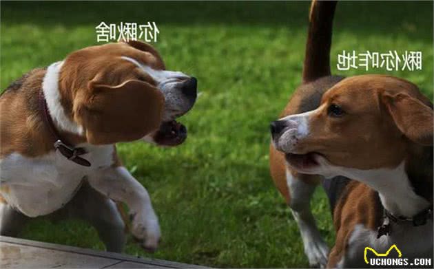 为何狗狗喜欢打架？原因是这5点，主人：拉都拉不住