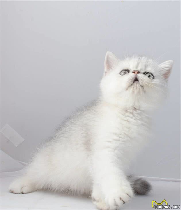 波斯猫的详解
