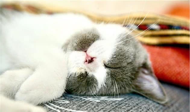 世界名猫-英国短毛猫