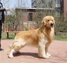 如何让自己家的狗狗拥有赛级犬的美毛