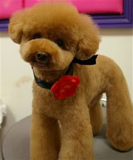 狗狗的耳朵你清理了吗?