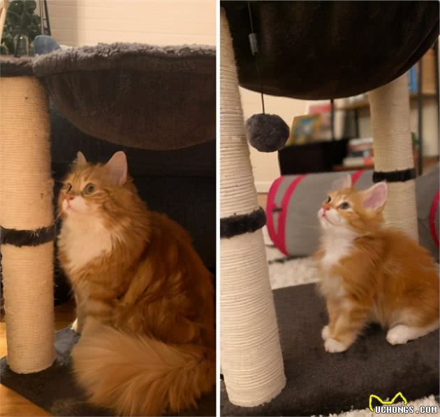 几组猫咪长大前后的对比照，有没有萌化你的心？