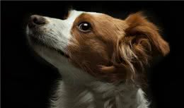 训练幼犬要注意这几点