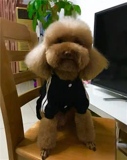 如果你连续两个月没给泰迪做美容就会……