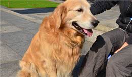 金毛犬虽很暖，身上这些臭毛病让人难忍受，你家狗狗占了几个