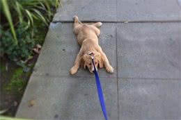 用几种方式来“遛狗”，分分钟要了狗命，你还在犯吗？