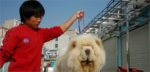 为什么国内很少人养“松狮犬”？这些原因，我想你要懂