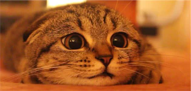 这些猫你都见过吗？