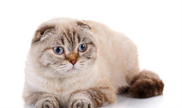 这些猫你都见过吗？