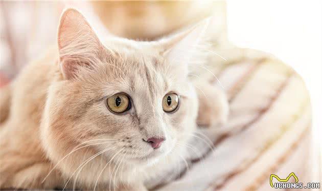 这些猫你都见过吗？