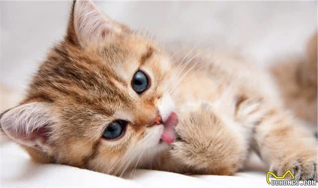 这些猫你都见过吗？