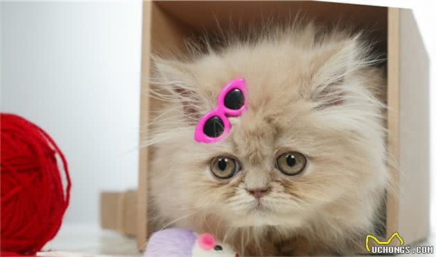 这些猫你都见过吗？