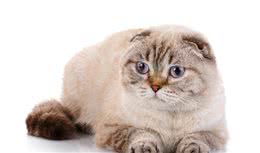 这些猫你都见过吗？