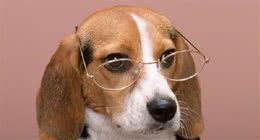 狗狗得了分离焦虑症，作为家长的我们该怎么做？