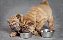 铲屎官的烦恼，狗狗为什么会护食？如何改善狗狗护食的习惯