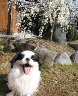 日本这种狗，很像我们的北京犬，究竟有什么渊源？