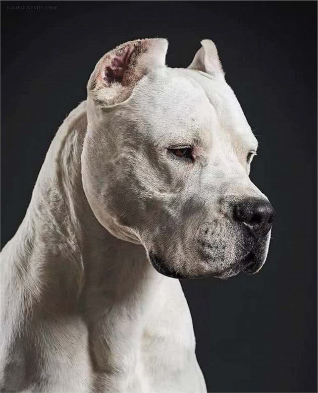 世界十大凶犬—白色杀手，阿根廷杜高犬