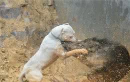 世界十大凶犬—白色杀手，阿根廷杜高犬