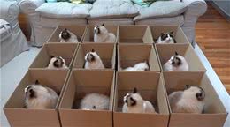 土豪女养11只布偶猫，自制纸箱玩具，场面一度十分可爱