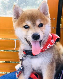 日本纯种柴犬的性格简介