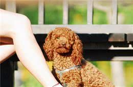 为什么泰迪犬要抱主人“大腿”？原因有6个，不是因为好色