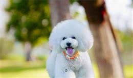 给犬主人一点干货，好狗子是饿出来的，运作起来还是应科学应对