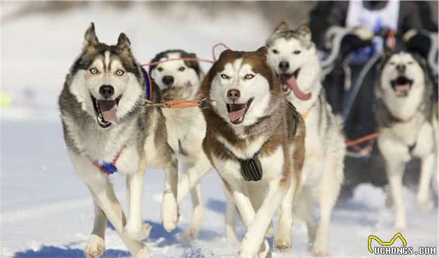 拆家狂魔—西伯利亚雪橇犬
