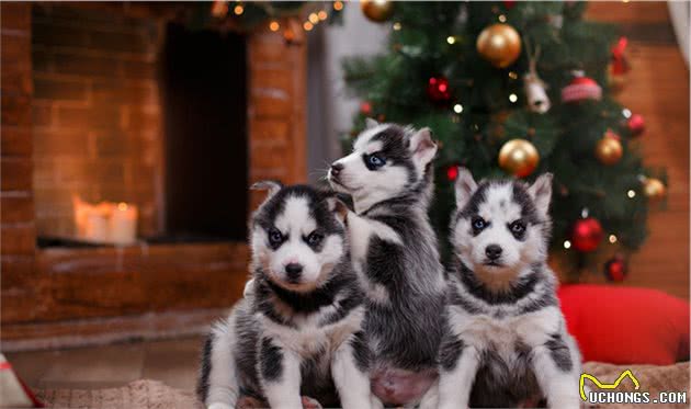 拆家狂魔—西伯利亚雪橇犬