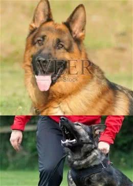 犬种如此多，凭啥这7种犬能突围进入军警犬行列