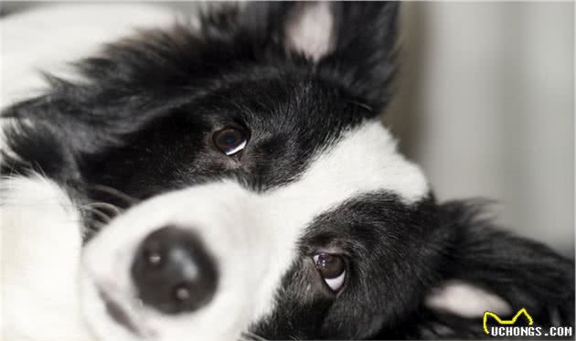 你是否真的了解边牧的特质并确信自己需要一只边境牧羊犬