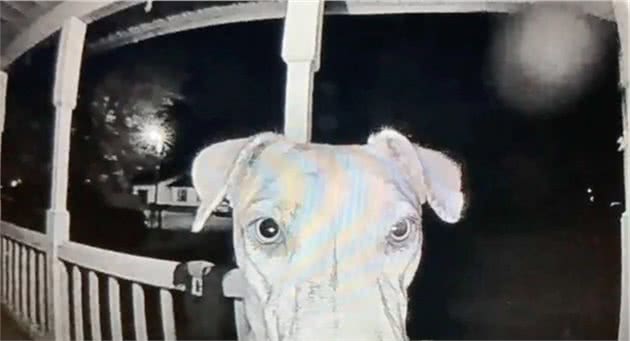 狗狗被烟花吓得离家出走，在主人正心急如焚时，它自己敲门回来了