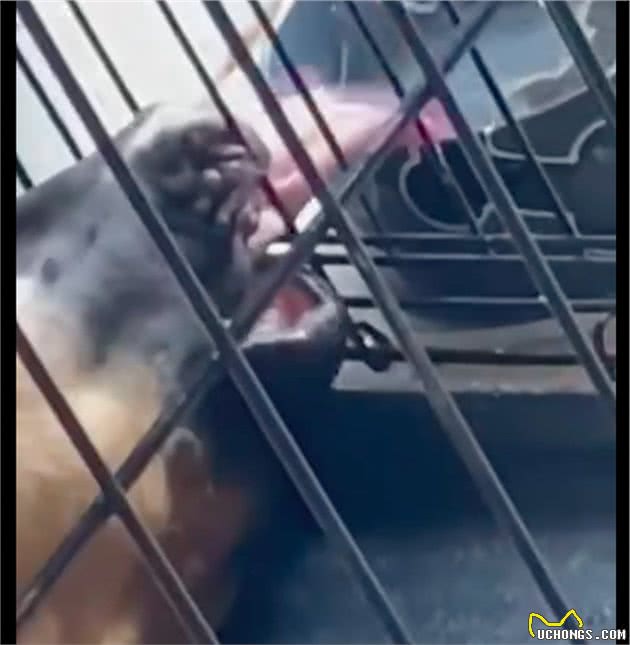 狗狗躺在笼子里喝水，头也是仰着的，真是懒到新境界了啊