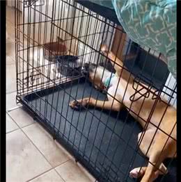 狗狗躺在笼子里喝水，头也是仰着的，真是懒到新境界了啊