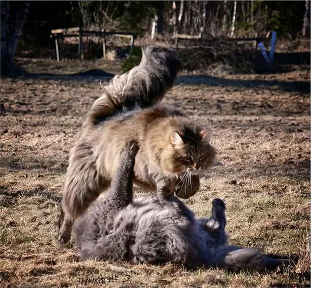 猫中一哥：缅因猫的10个趣闻，你可能不知道