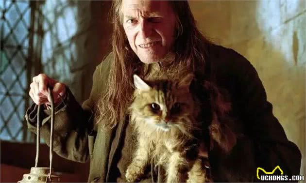 猫中一哥：缅因猫的10个趣闻，你可能不知道