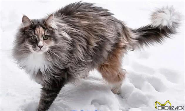 猫中一哥：缅因猫的10个趣闻，你可能不知道