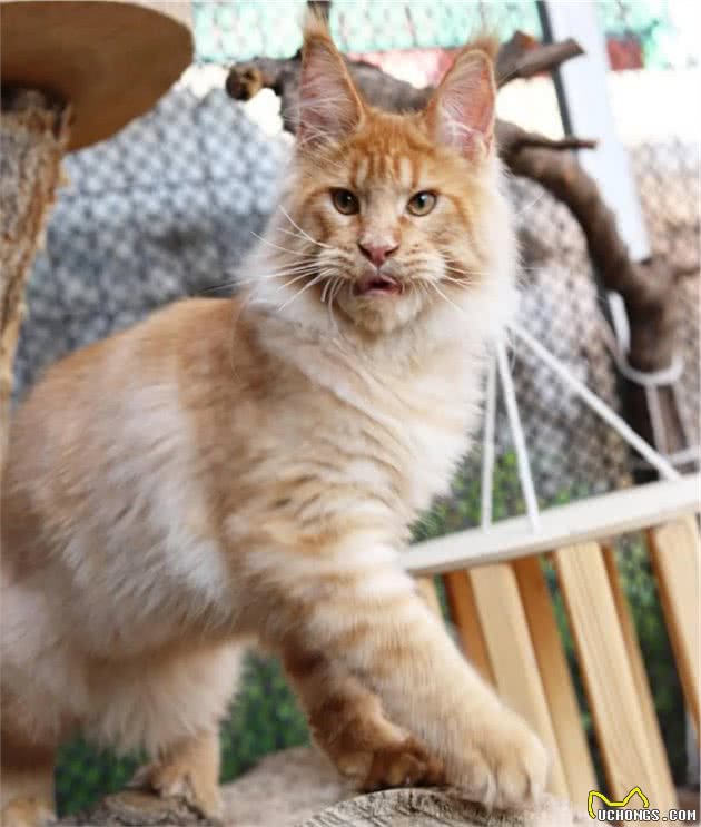 猫中一哥：缅因猫的10个趣闻，你可能不知道