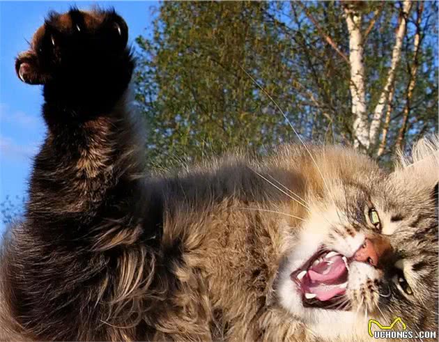 猫中一哥：缅因猫的10个趣闻，你可能不知道