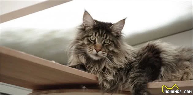 猫中一哥：缅因猫的10个趣闻，你可能不知道